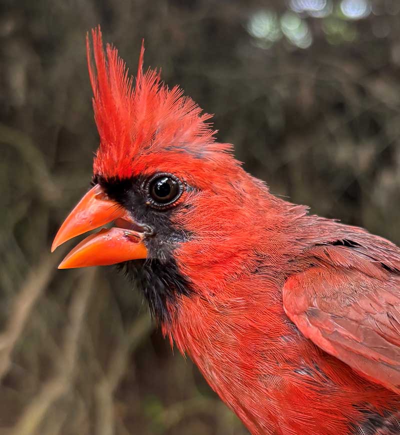Bird with plumage on head