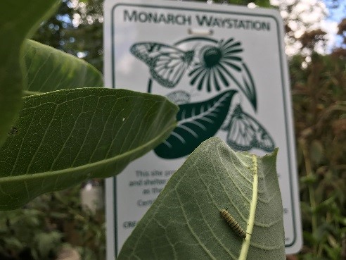 Monarch Waystation