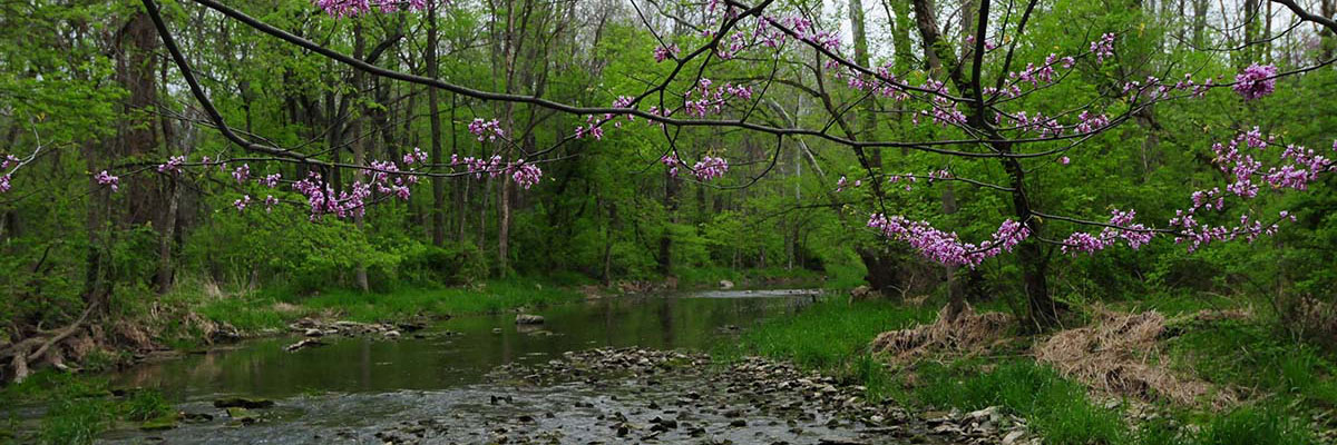 Creek in spring