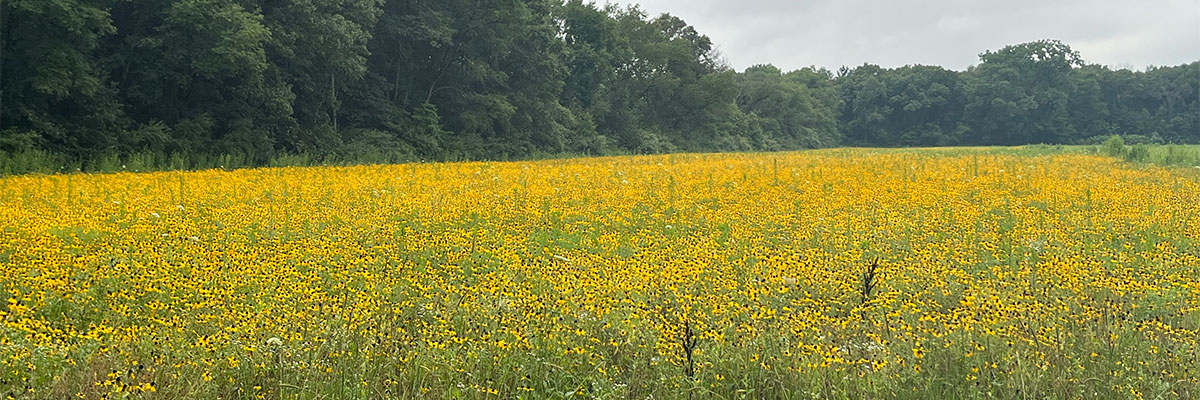 Field of yellow flowers in spring.