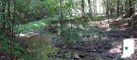 Creek in woods