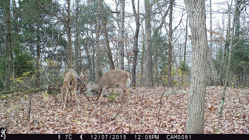 Three bucks fight in the woods, two with antlers locked together.