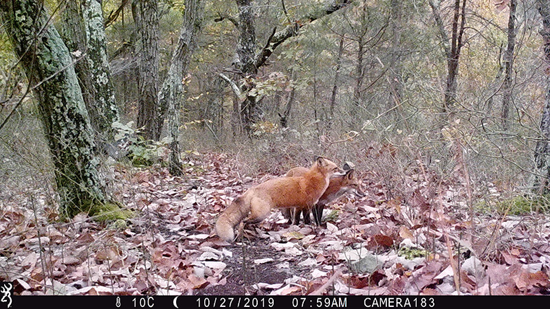 Two red fox stand next to each other on a leaf strewn path.