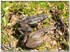 DNR: Western Chorus Frog