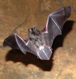 DNR: Indiana Bats