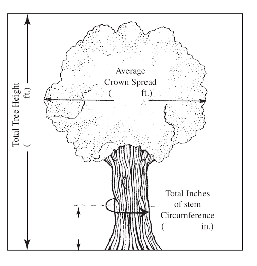 Tree Canopy Size Chart