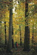 Forests of Indiana