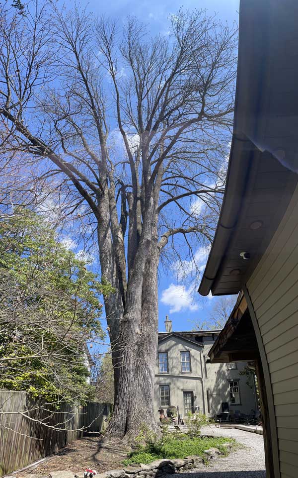 Image of tree in front of house