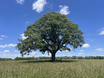 Photo of tree