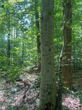 Tree in forest