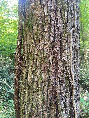 Bark of tree