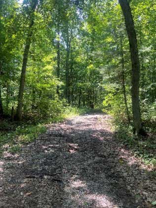 Road in forest