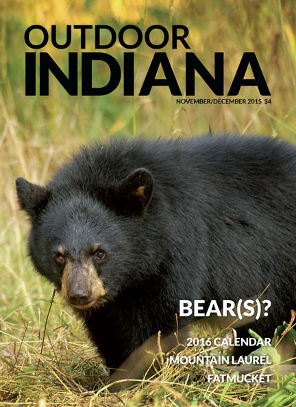 A black bear, like this one from Michigan, wandered into northern Indiana in mid-June, marking the first confirmed sighting of a wild bear in the state since 1871.