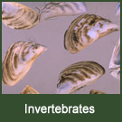 aquatic invertebrates