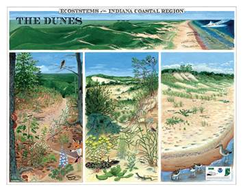 2010 Ecosystems of the Indiana Coastal Region poster