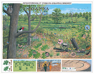2016 Ecosystems of the Indiana Coastal Region poster