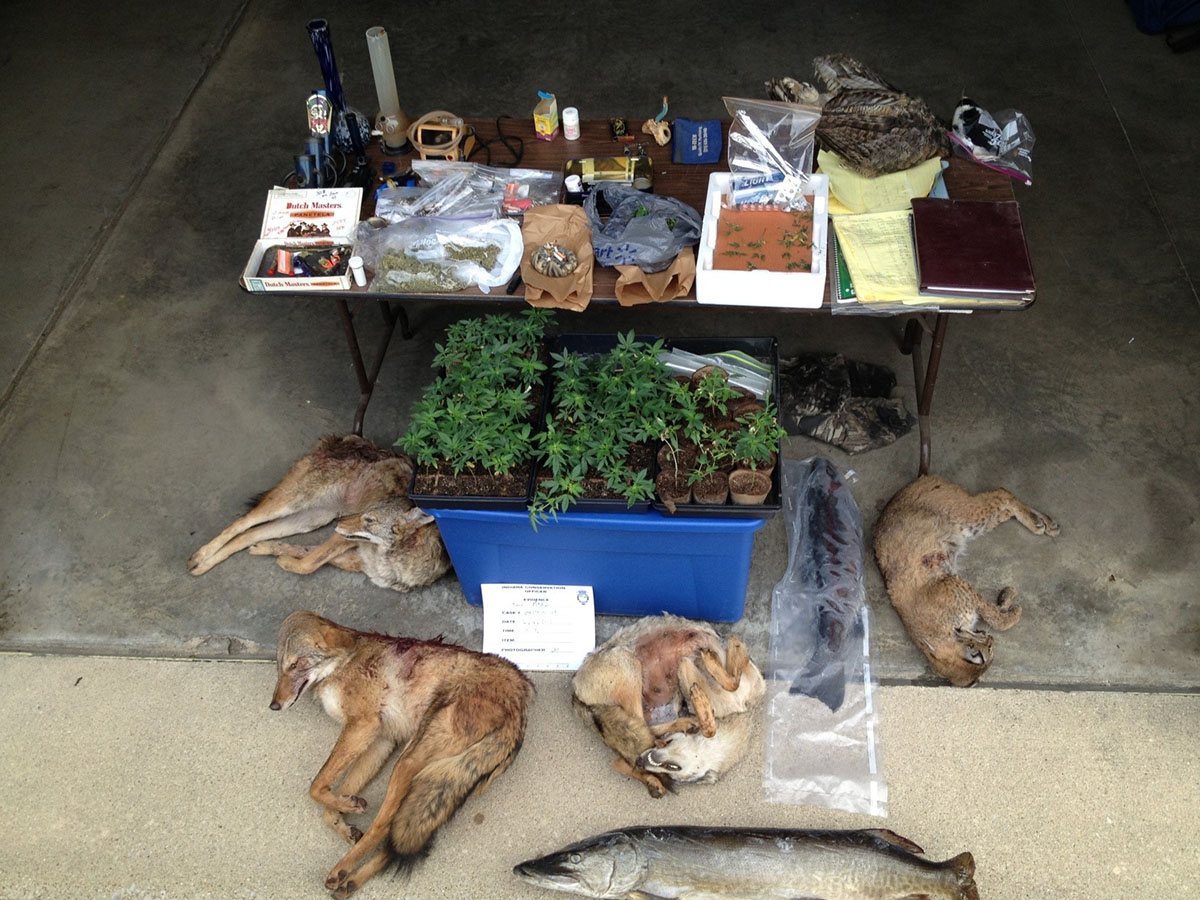 Illegal wildlife and drugs seized in a poaching investigation.