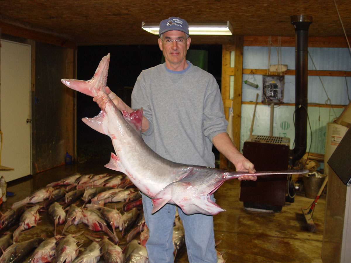 Paddlefish seized in an illegal commercial fishing investigation.