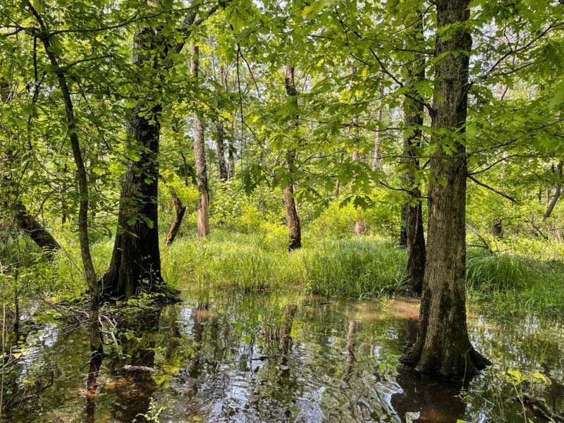 Barnes-Seng Nature Preserve