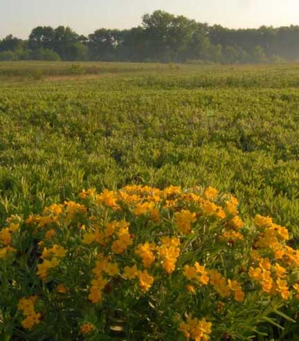 Granville Sand Barrens Roy Whistler Addition Nature Preserve