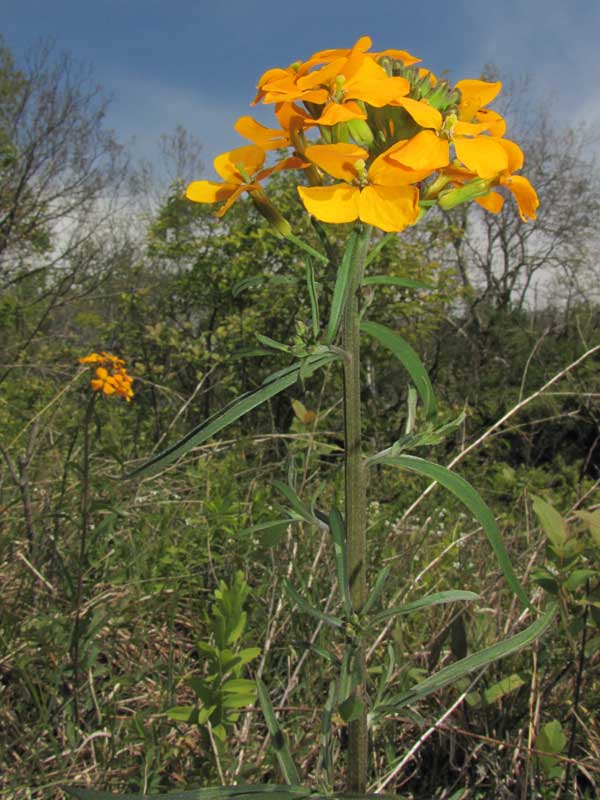 Wea Creek Gravel Hill Prairie Nature Preserve