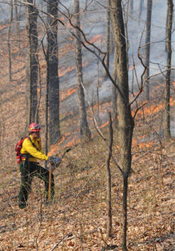 Prescribed burn at Brown County State Park