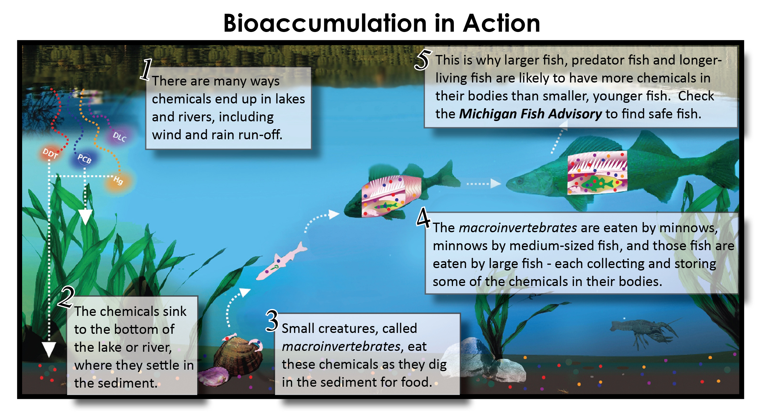 Bioaccumulation in Action