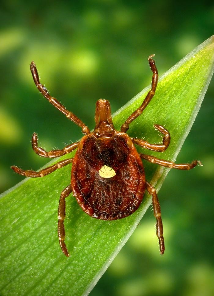 Female Lone Star tick (Amblyomma americanum). Photo: Centers for Disease Control and Prevention.