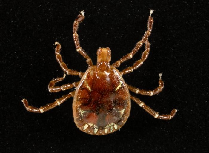 Male Lone Star tick (Amblyomma americanum). Photo: Centers for Disease Control and Prevention.