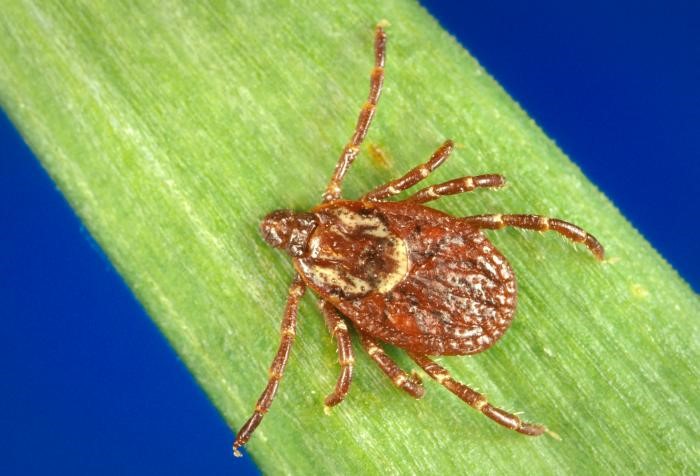 Female American dog tick (Dermacentor variabilis). Photo: Centers for Disease Control and Prevention.