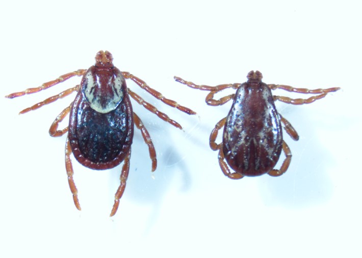 Female (left) and male (right) American dog ticks (Dermacentor variabilis). Photo: Indiana State Department of Health.