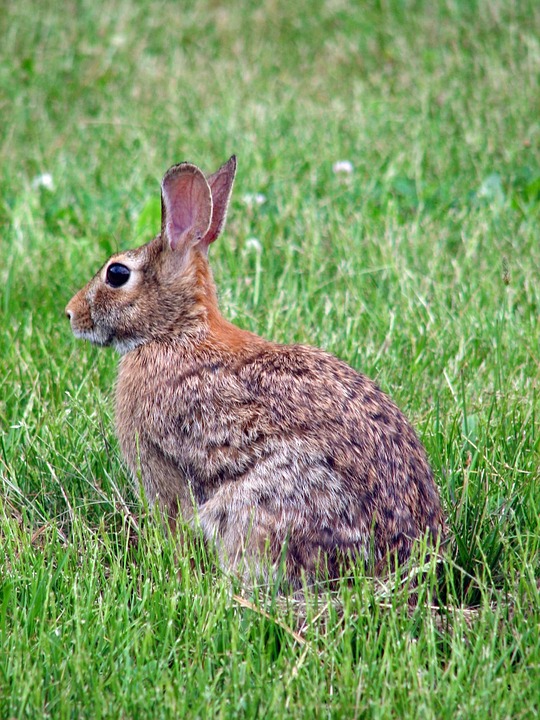 Eastern cottontail (Sylvilagus floridanus) rabbit. Photo: Pixabay.