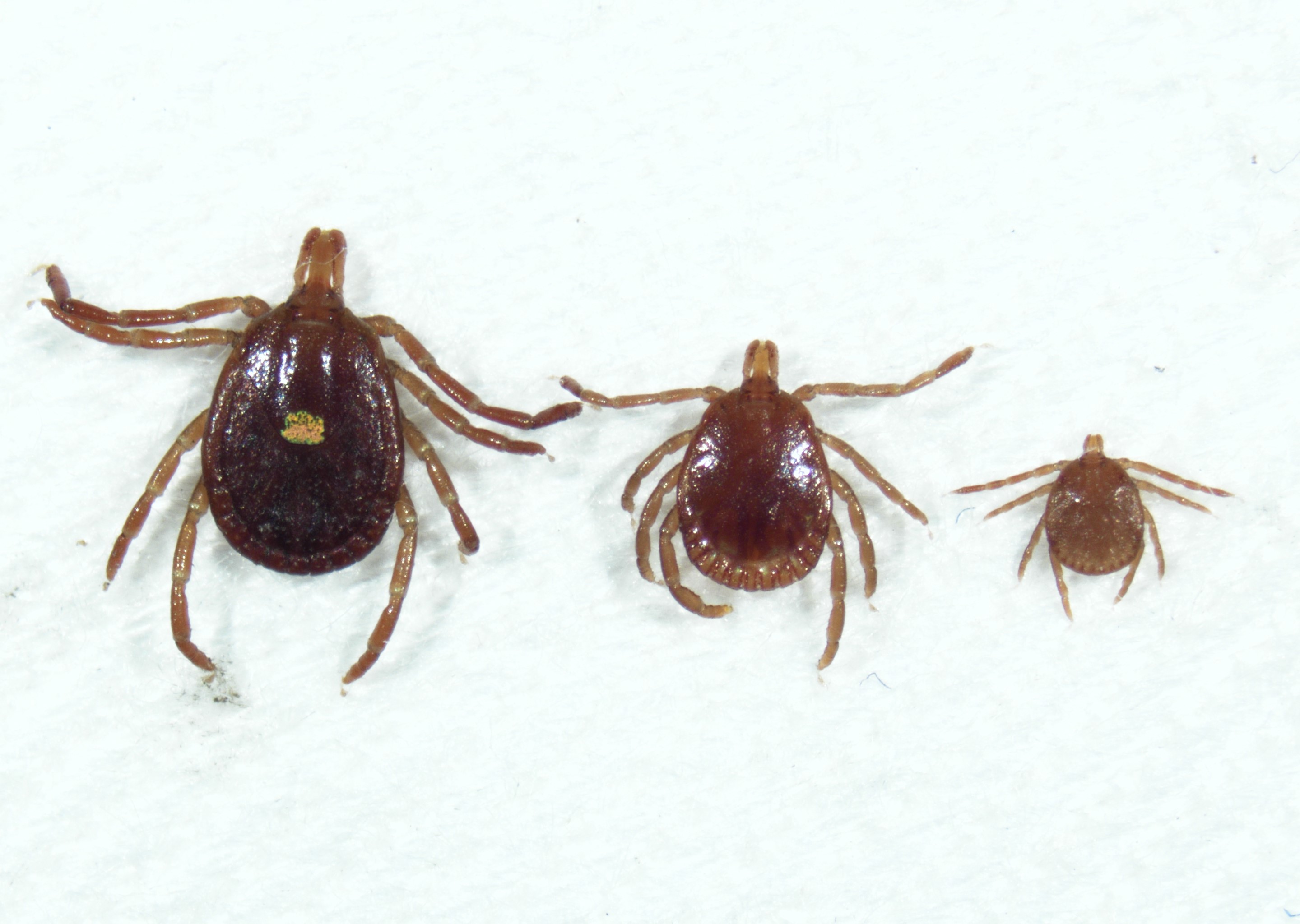 Adult female Lone Star tick (left) with adult male (center) and nymph (right). Photo: Indiana Department of Health.