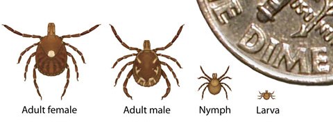 Amblyomma americanum. Graphic: Centers for Disease Control and Prevention.