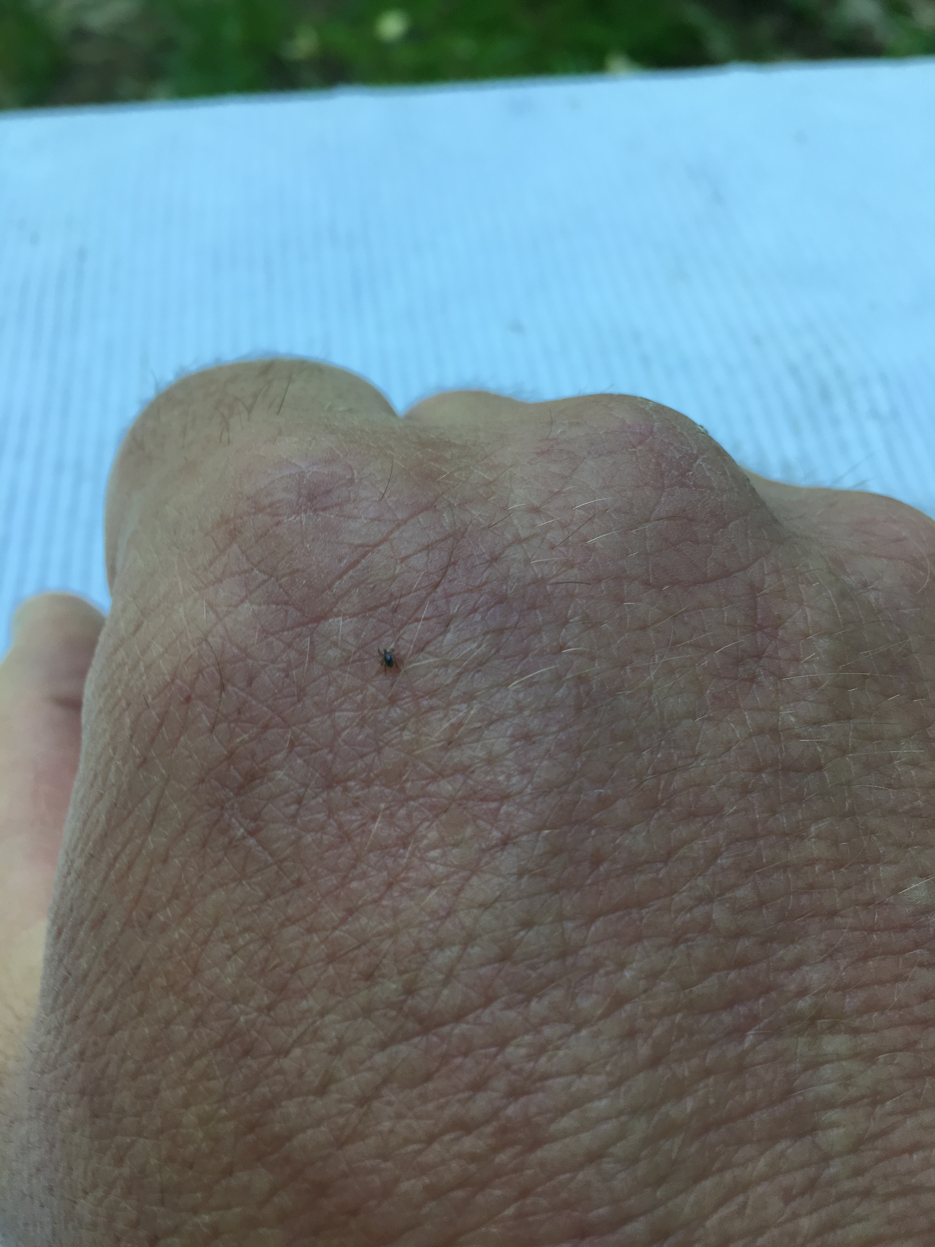 Ixodes scapularis nymphs are extremely small and may be difficult to see, as depicted in this photo of a nymph on the back of a human hand. Photo: Lee Green, Indiana State Department of Health.