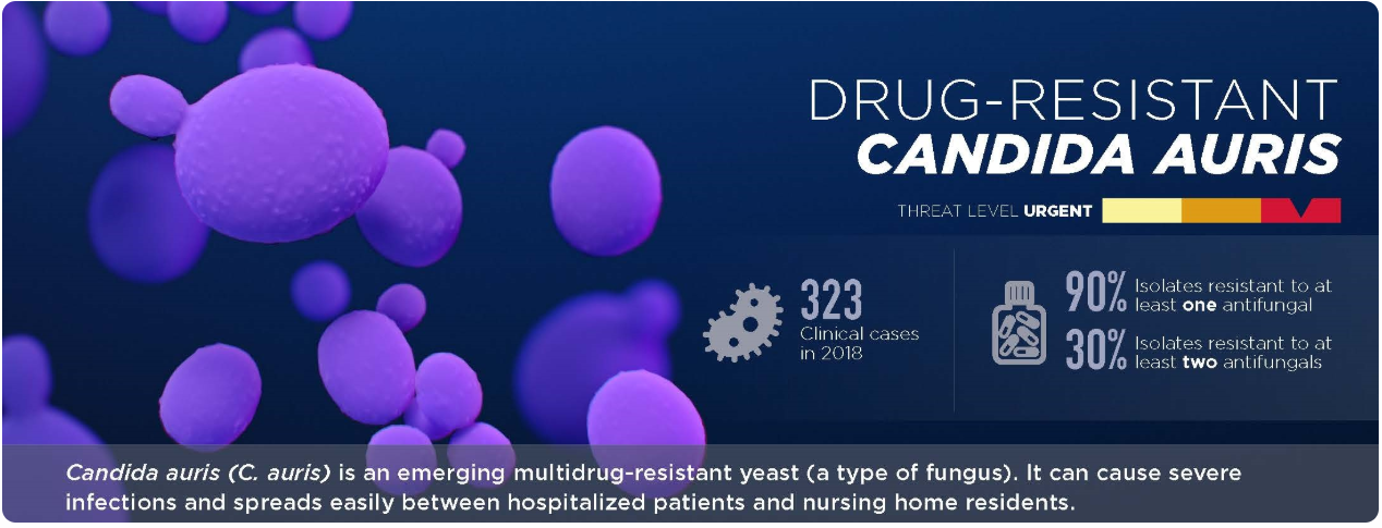 c. auris infographic