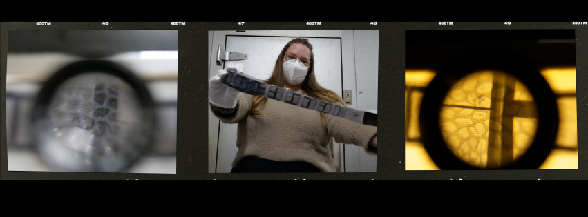 snakeskin film collection 2