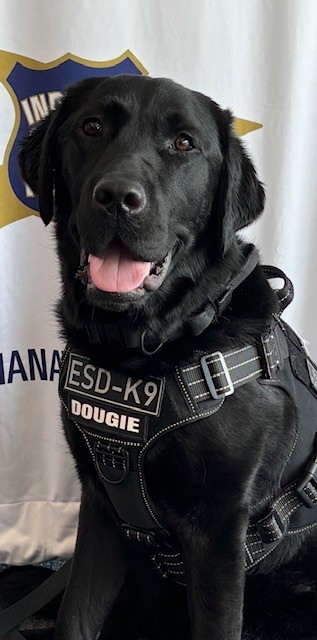 Dougie K9